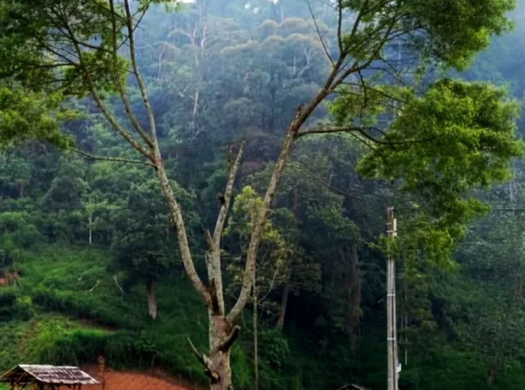 Lahan hutan di Gunung Wayang, Kabupaten Bandung.